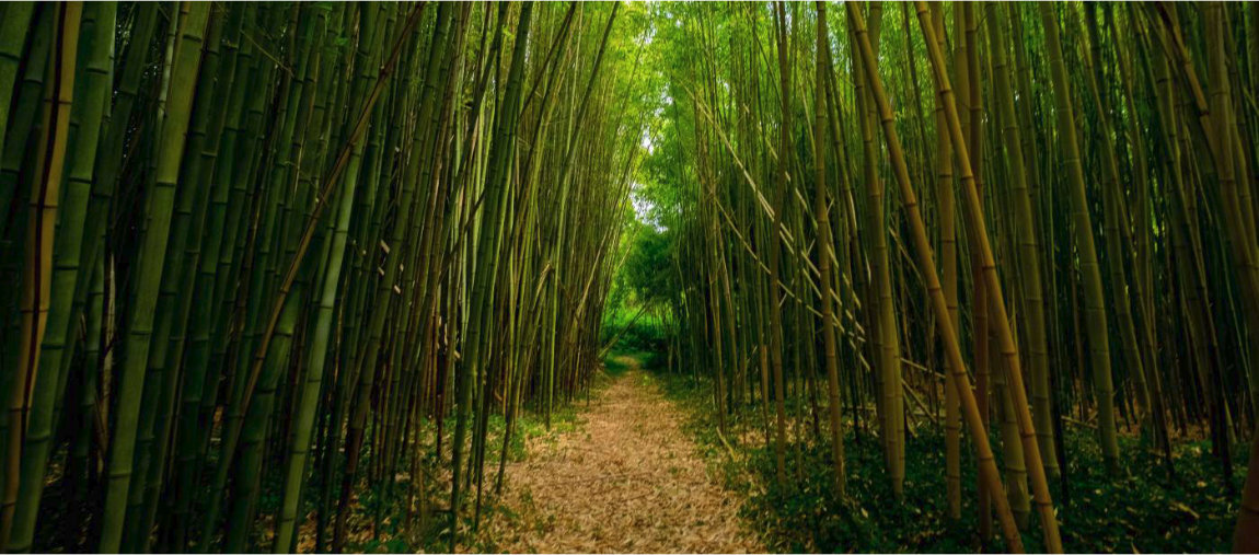 Guia completo de aromas da Lakos