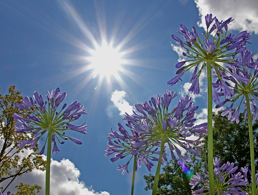 Imagem - Solues para proteo contra o sol no seu jardim